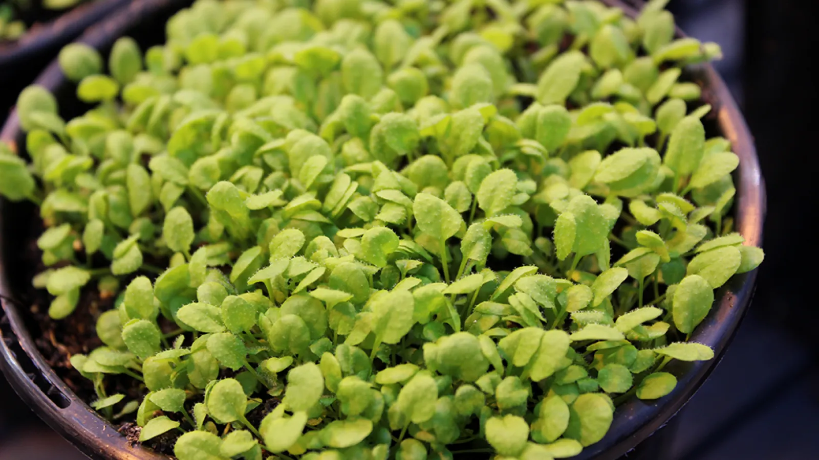 Arabidopsis