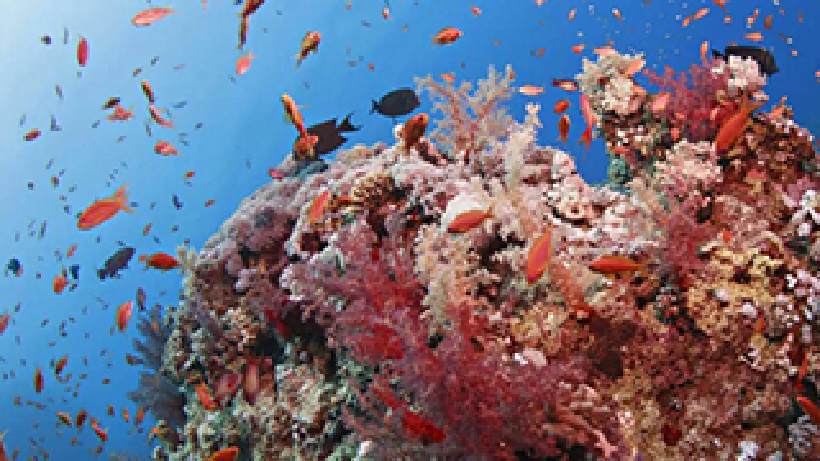 coral reef