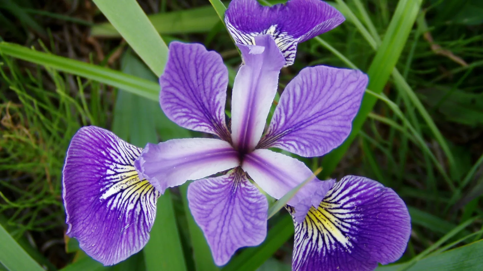 Iris versicolor