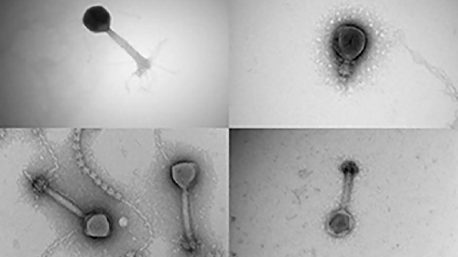 Viral samples collected from Tara Oceans