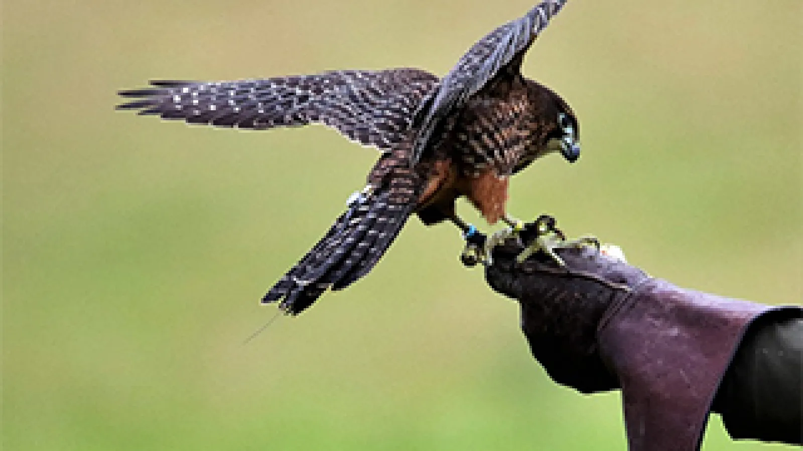 photo of falcon from pixabay 