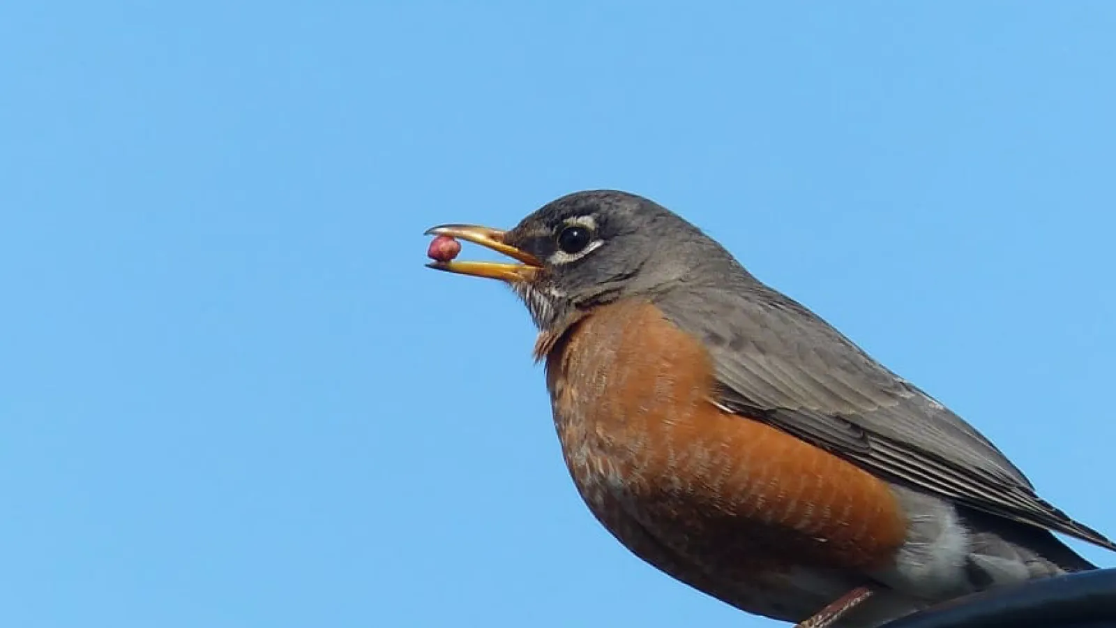 bird