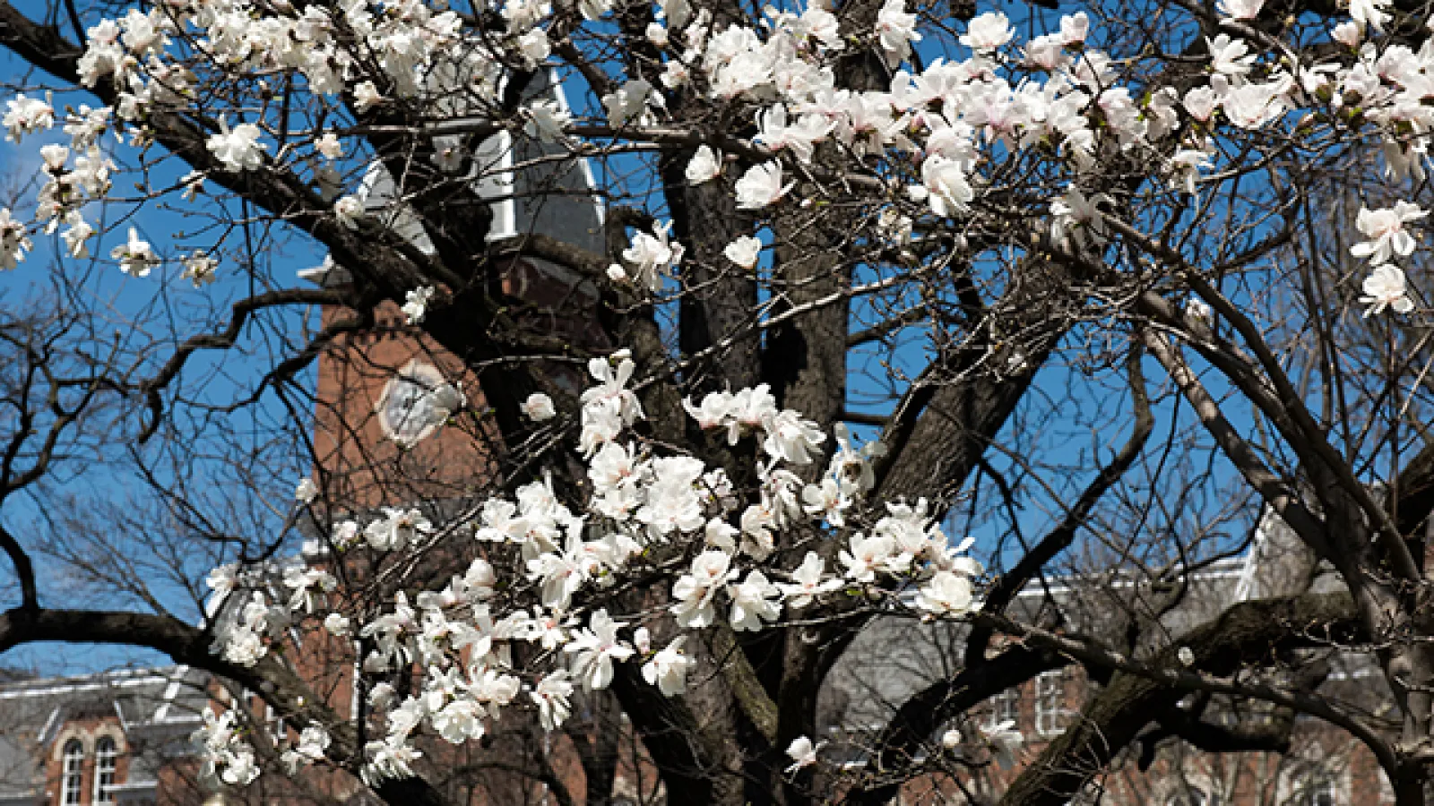 Spring on the Oval