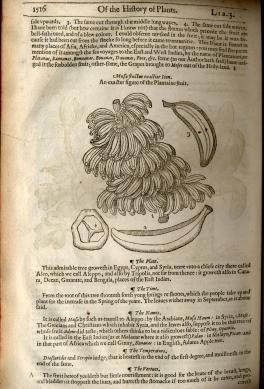 An image of a banana taken from the OSU Libraries' Rare Books and Manuscript Library