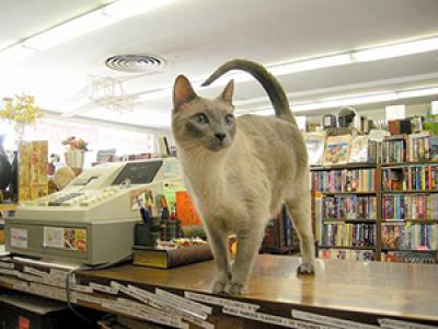 Biblio the cat Biblio the cat