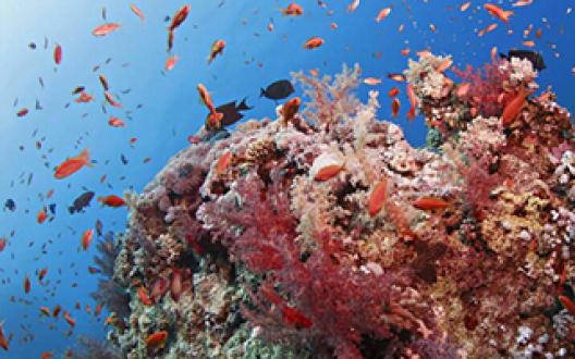 coral reef coral reef