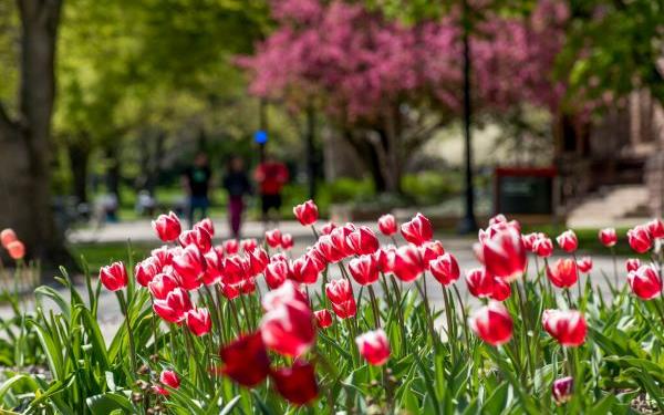 red tulips in spring