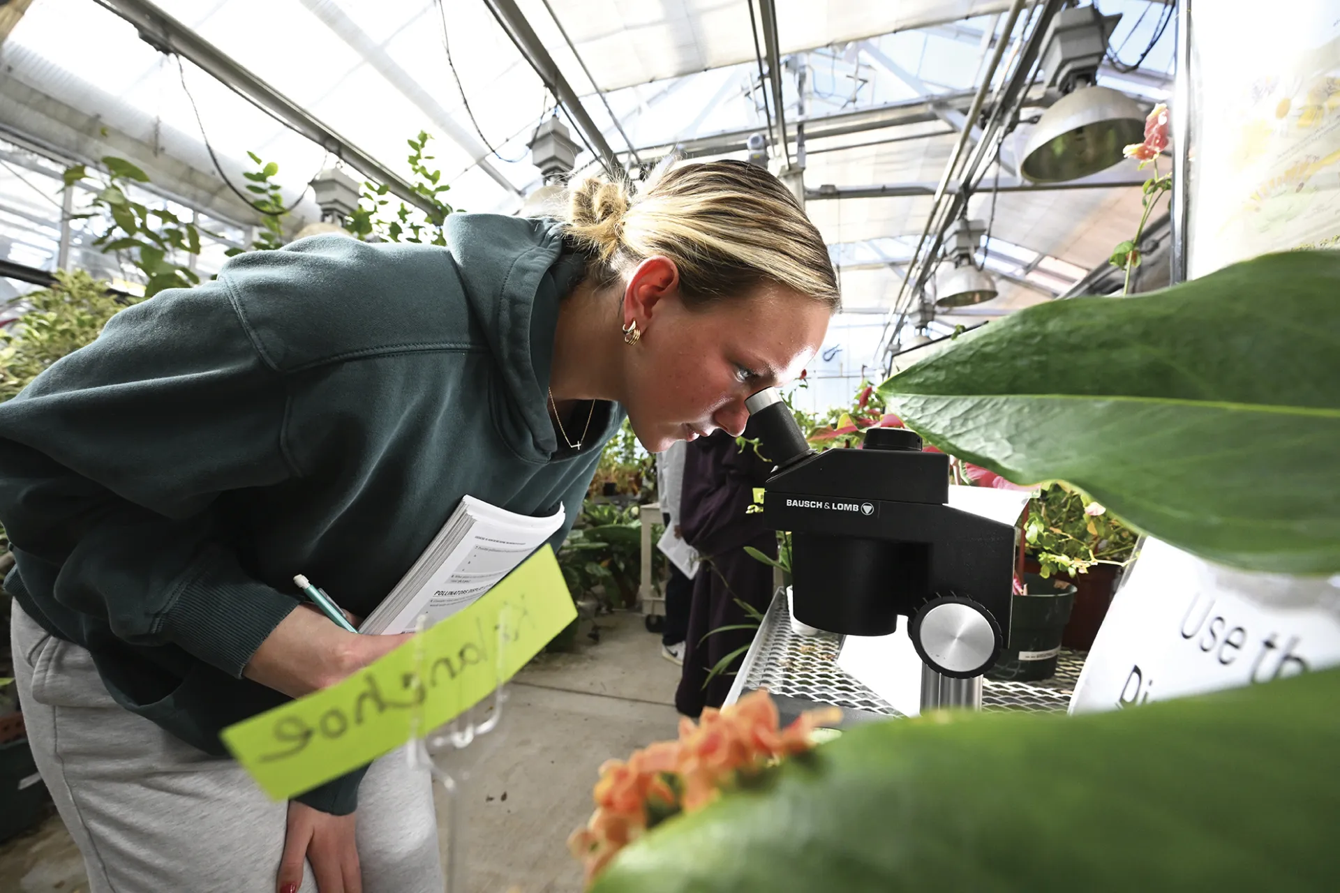 A student examines tropical, perennial succulents under a microscope as part of a flower anatomy lab.