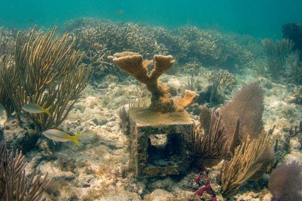 Elkhorn coral