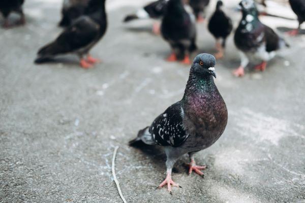 pigeon