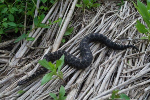 rattlesnake in brush