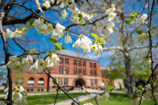 a flowering tree in front of Hayes Hall