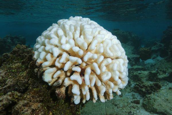 bleached coral under water