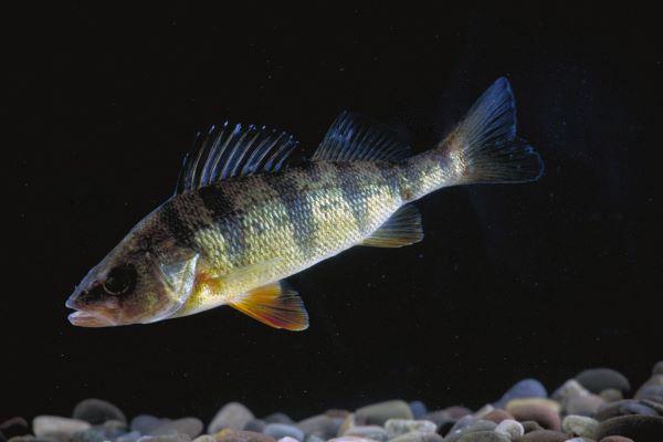 small yellow perch in dark water