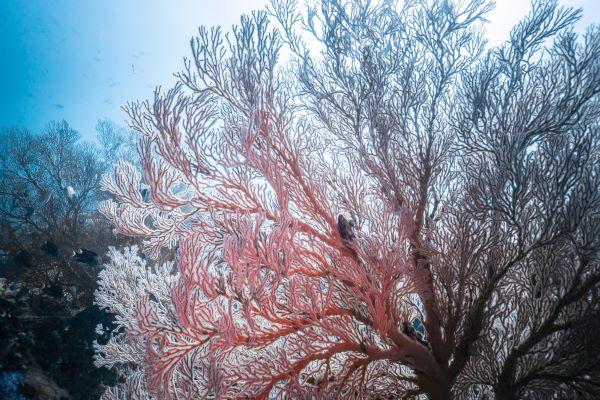 a large pink coral frond, backlit by sunshine from the water's surface