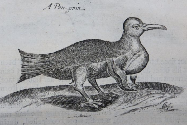 woodcut of a penguin