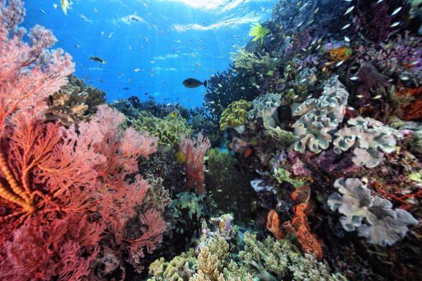 Coral Reef