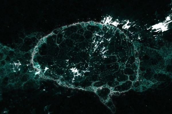 an illustration of a human brain