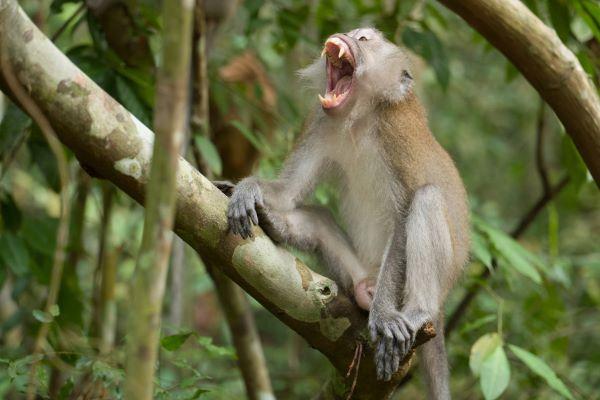 A long-tailed macaque in the wild