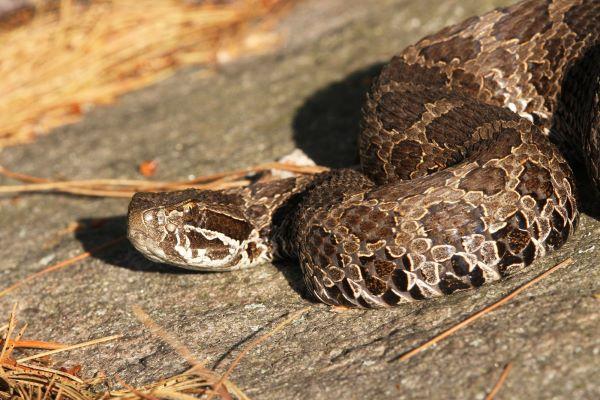 Eastern massasauga rattlesnake