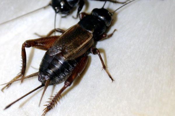 cricket