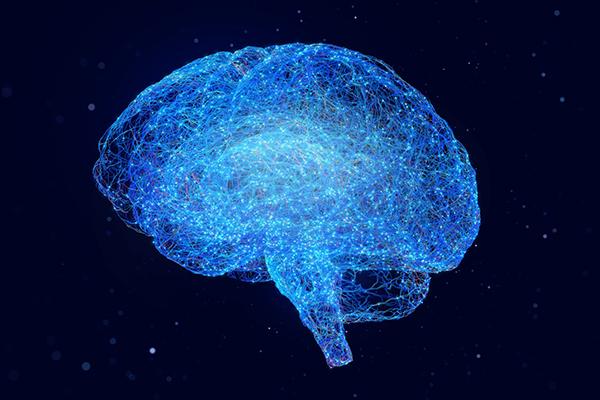 Connectivity between parts of the brain can explain the function of each region.