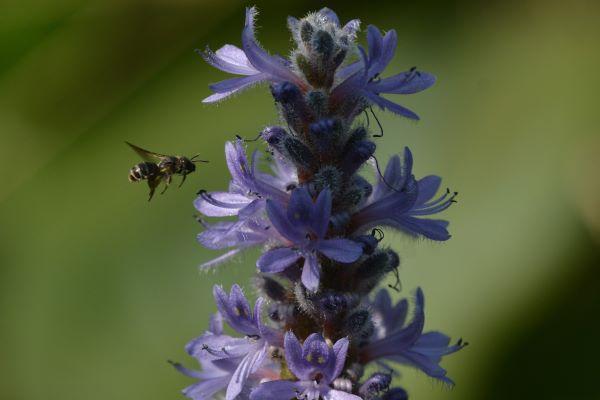 honey bee and purple flower