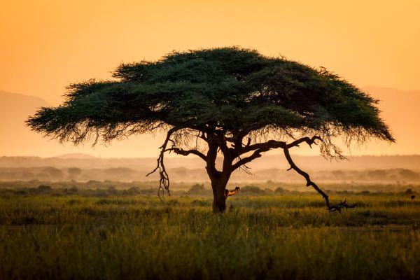 Acacia Tree