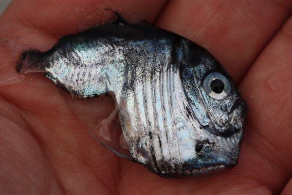 a tiny hatchetfish in the palm of a hand