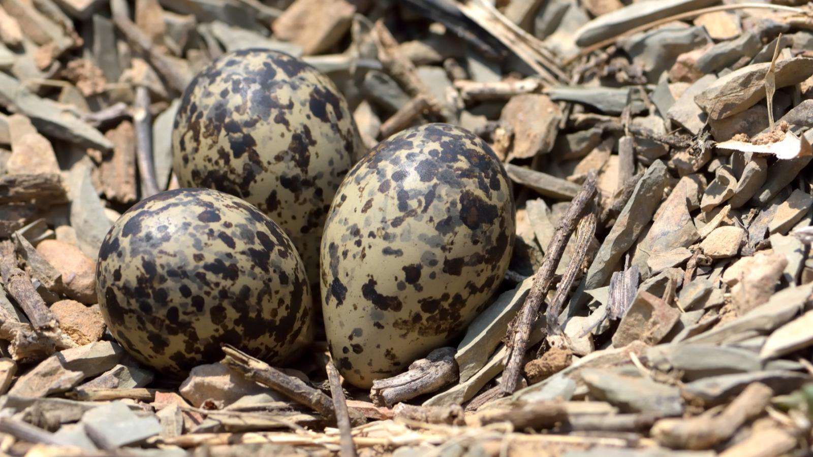 speckled bird eggs