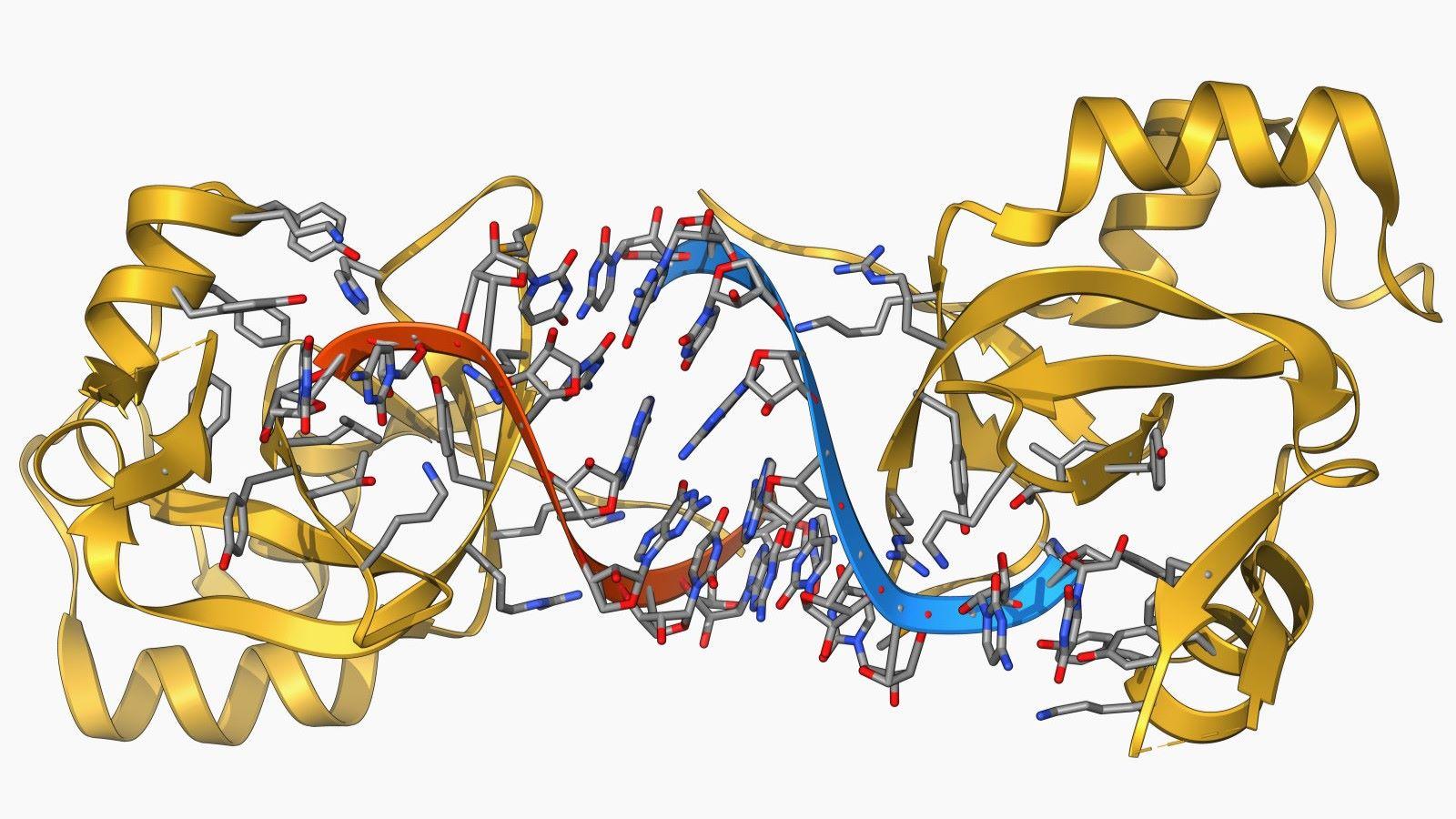 a large RNA molecule