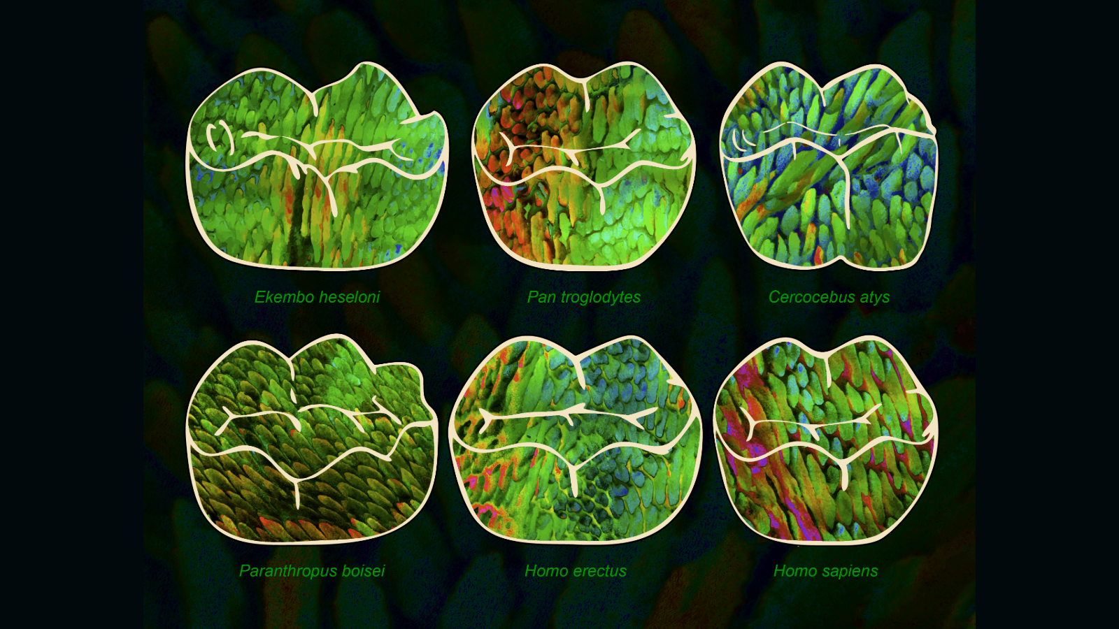 The enamel crystal nanostructure from six species within stylized drawings of each species’ molar.