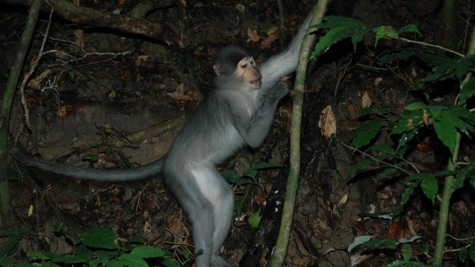 Sooty Mangabey monkey