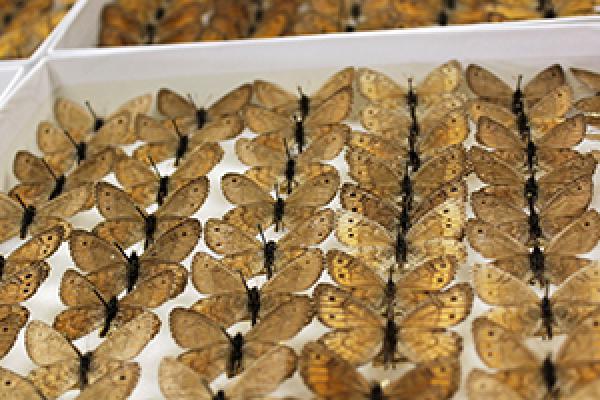 Arctic (Oeneis) butterflies at the Museum of Biological Diversity