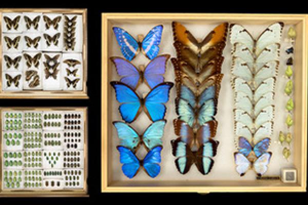 From the Museum of Biological Diversity | Transitory States From the Museum of Biological Diversity | Transitory States