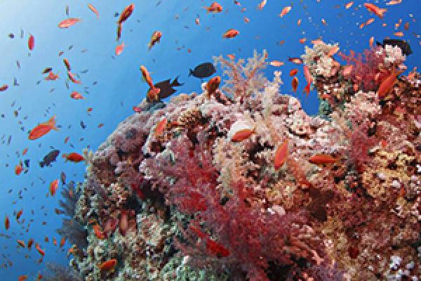 coral reef coral reef