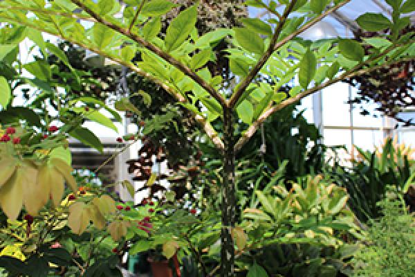 Ohio State Biological Sciences Greenhouse