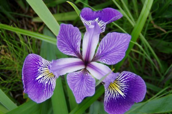 Iris versicolor Iris versicolor