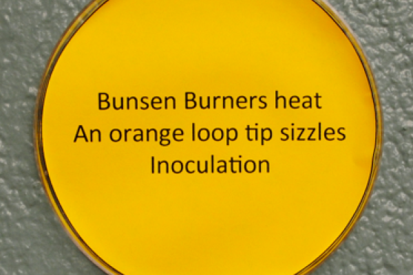 one haiku sample from the haiku microbe wall 