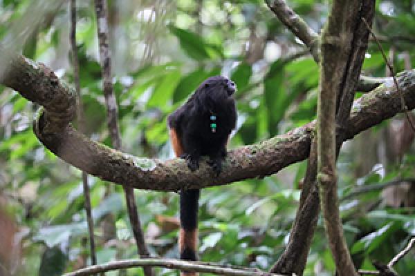 Tamarin in the field