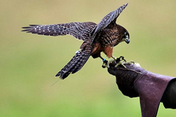 photo of falcon from pixabay photo of falcon from pixabay