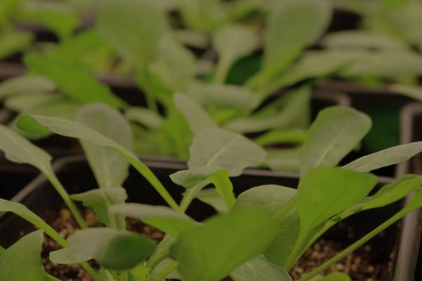 Pennycress