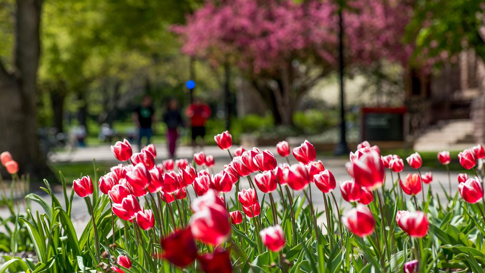 Red tulips in bloom on campus