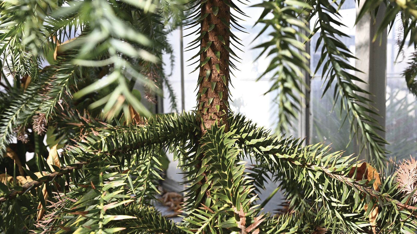 Paraná pine