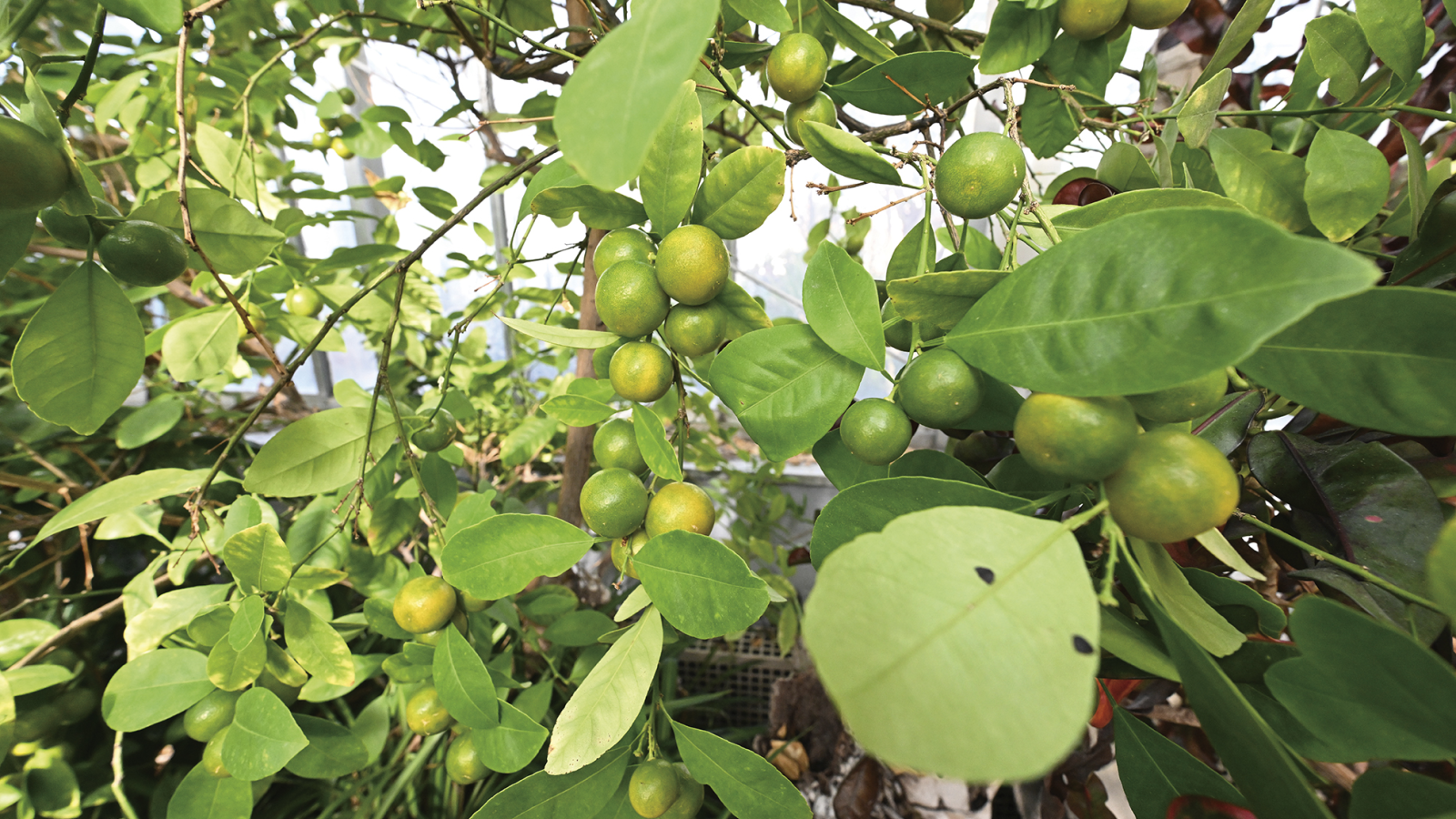 Calamondin Orange Tree