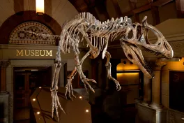 Orton Hall dinosaur